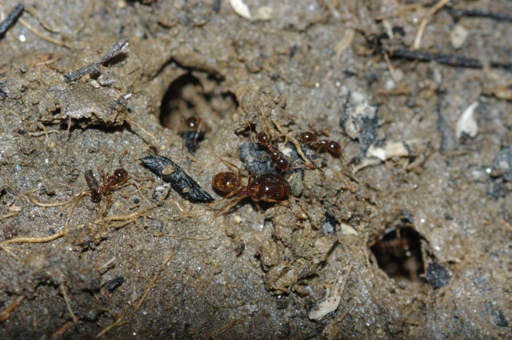 Pheidole pallidula scure